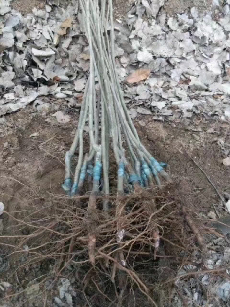 【精选】板栗苗大红袍板栗苗提供种植技术