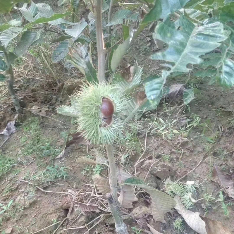 【精选】板栗苗大红袍板栗苗提供种植技术