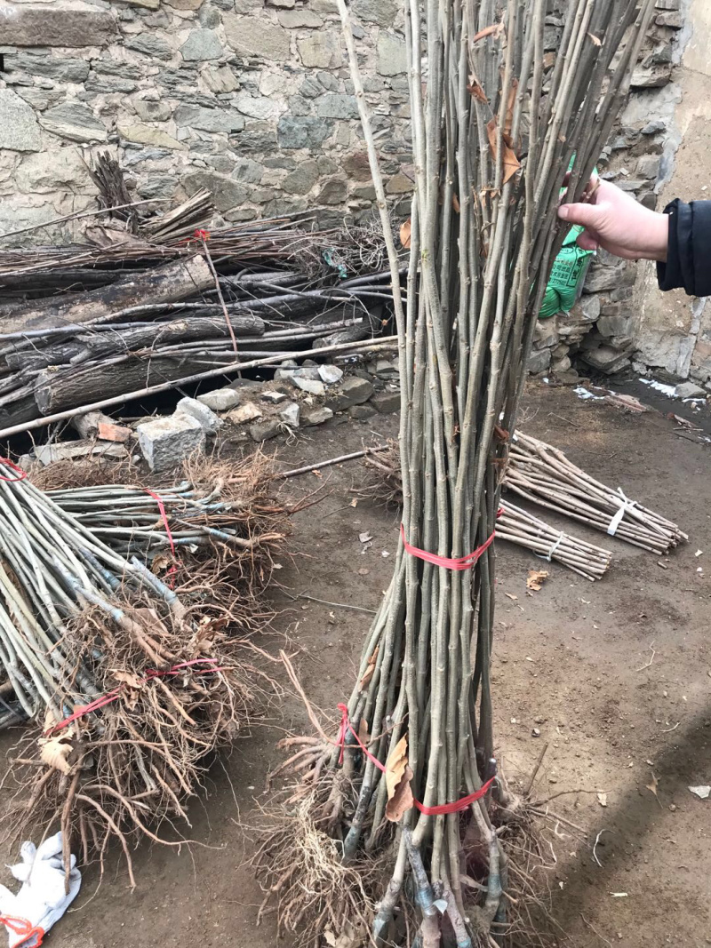 【精选】板栗苗大红袍板栗苗提供种植技术