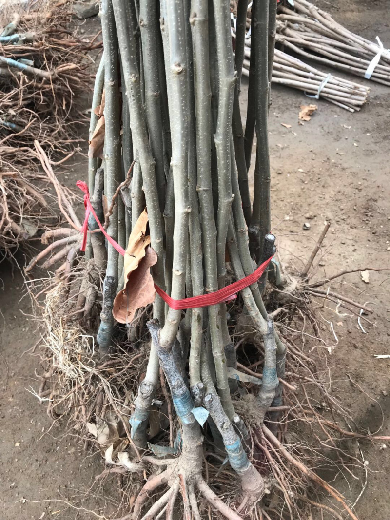 【精选】板栗苗大红袍板栗苗提供种植技术