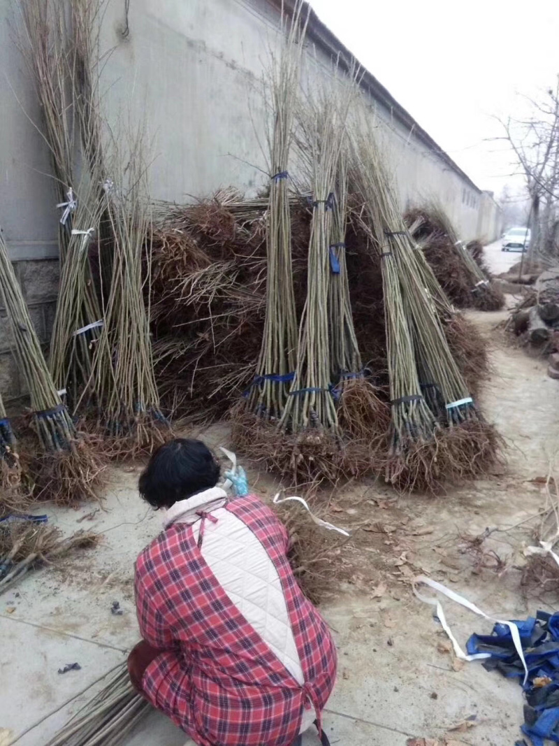 【精选】板栗苗大红袍板栗苗提供种植技术