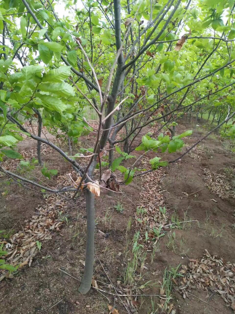 【精选】板栗苗大红袍板栗苗提供种植技术