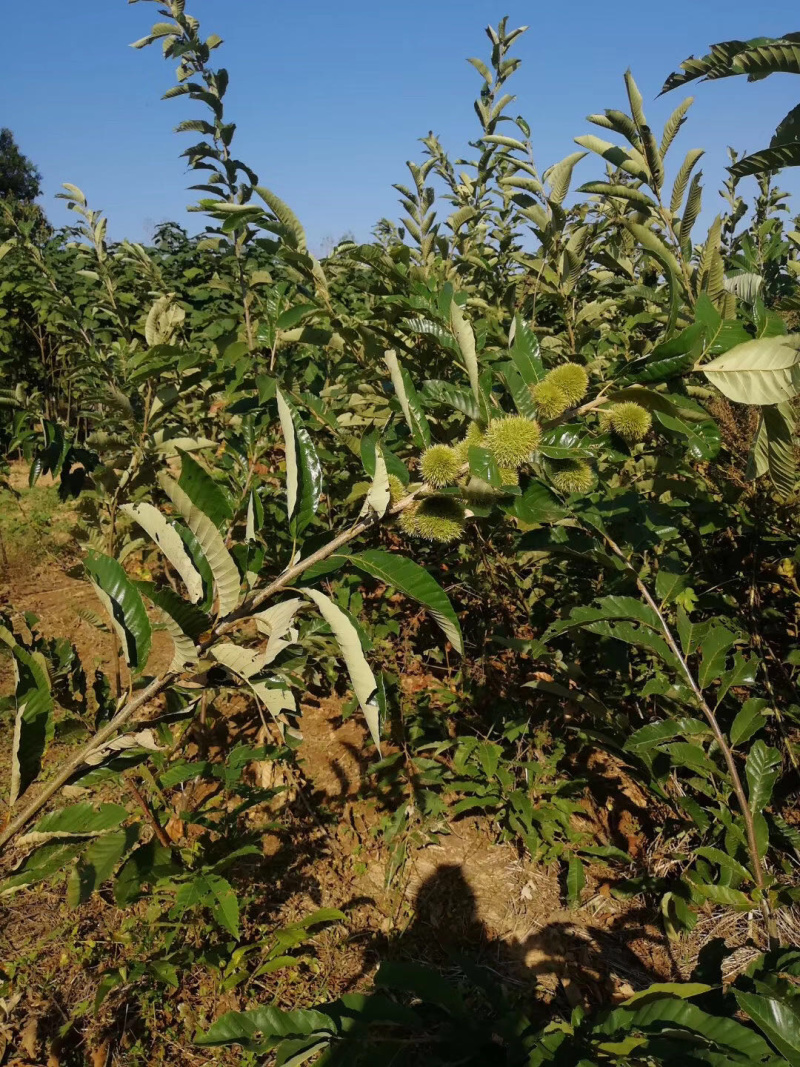 【精选】板栗苗大红袍板栗苗提供种植技术