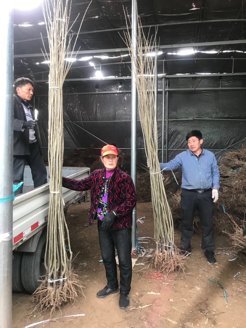 【精选】板栗苗大红袍板栗苗提供种植技术
