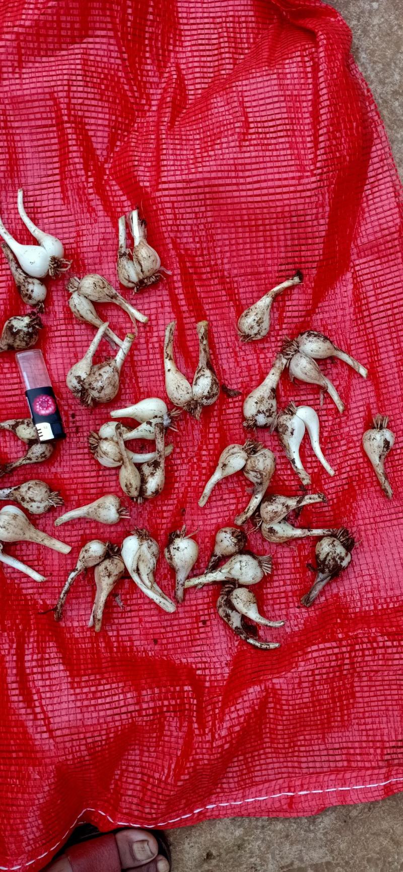 由于干旱影响碑格乡万亩藠头即将在七月底成熟上市