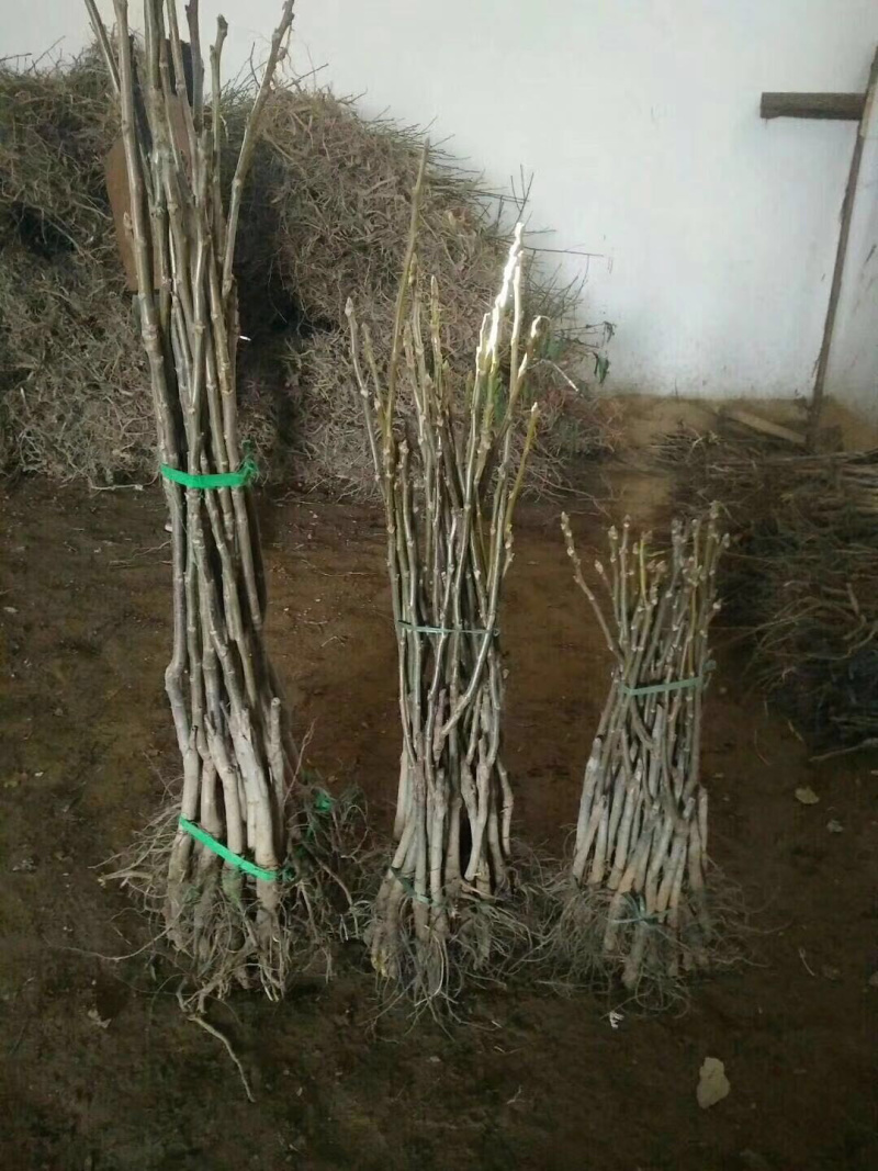 【精选】核桃苗薄皮核桃苗薄皮核桃苗结果早耐储存