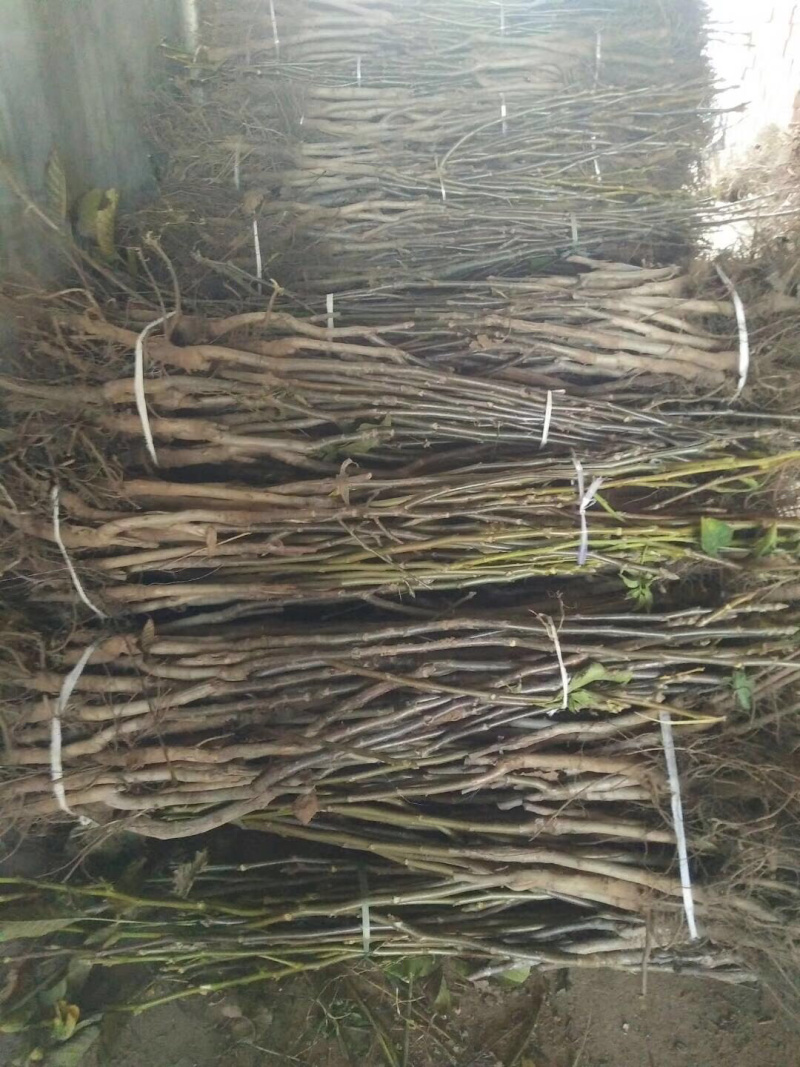【精选】核桃苗薄皮核桃苗薄皮核桃苗结果早耐储存