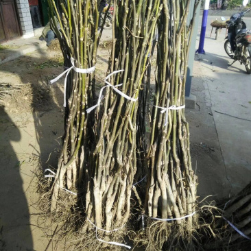 【精选】核桃苗薄皮核桃苗薄皮核桃苗结果早耐储存