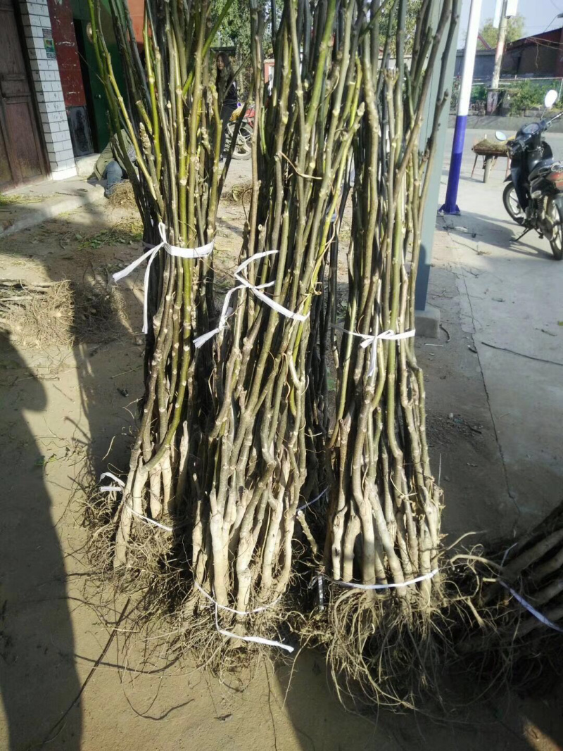 【精选】核桃苗薄皮核桃苗薄皮核桃苗结果早耐储存