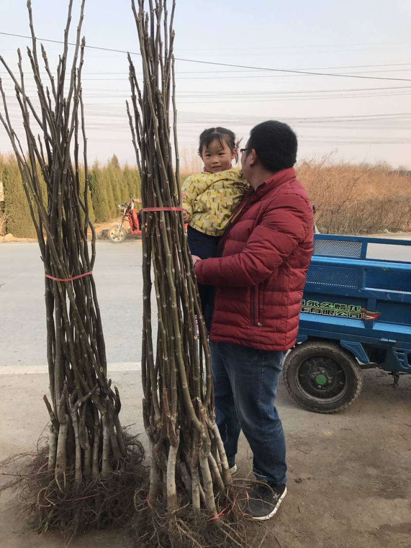 【精选】核桃苗薄皮核桃苗薄皮核桃苗结果早耐储存