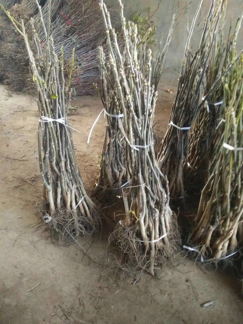 【精选】核桃苗薄皮核桃苗薄皮核桃苗结果早耐储存