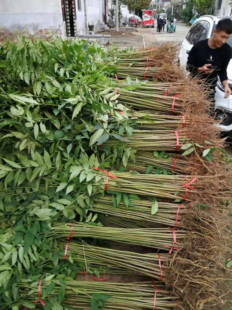 【精选】香椿苗红油香椿苗供应大棚香椿苗种免费提供技术