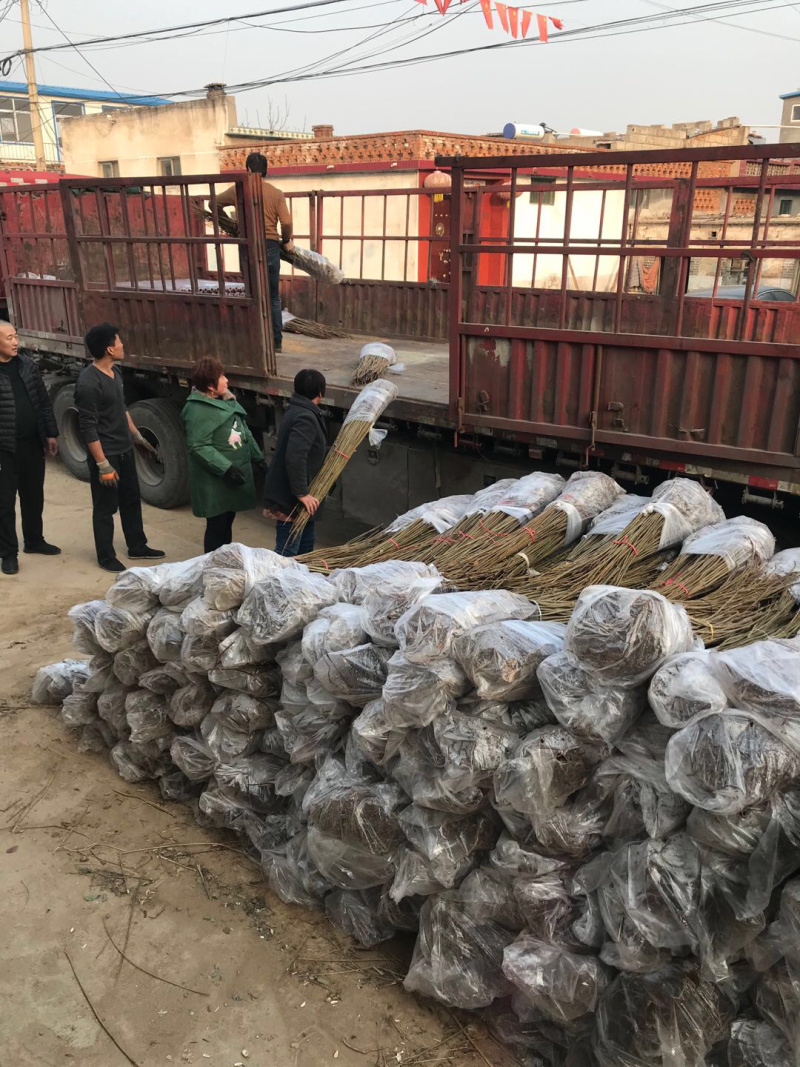 【精选】香椿苗红油香椿苗供应大棚香椿苗种免费提供技术