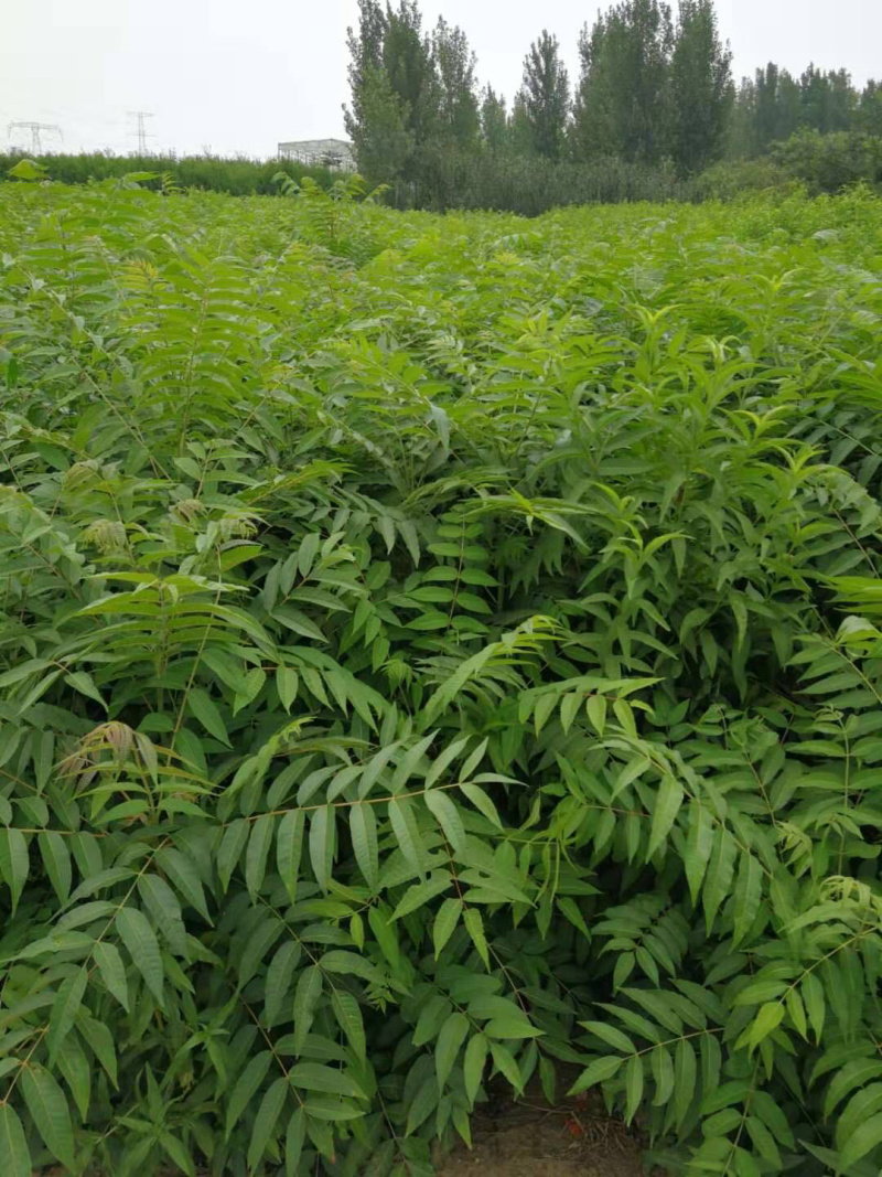 【精选】香椿苗红油香椿苗供应大棚香椿苗种免费提供技术
