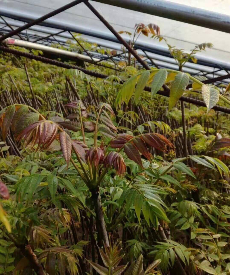 【精选】香椿苗红油香椿苗供应大棚香椿苗种免费提供技术