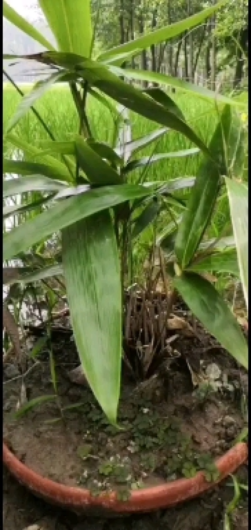 箬竹苗，各种规格，大量供货有需要的老板电话联系