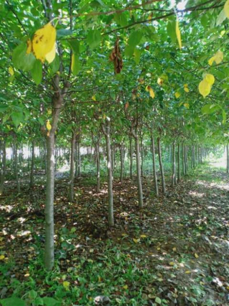 西府海棠1--15公分现挖现发，保质保量，欢迎选购