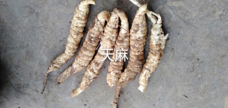 在我们这里叫白天麻？还叫地笋，在我们云南很多。