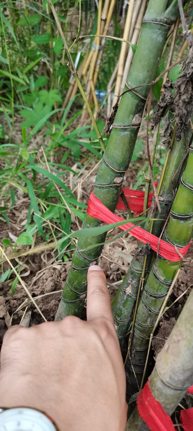罗汉竹，各种规格，大量供货有需要的老板电话联系
