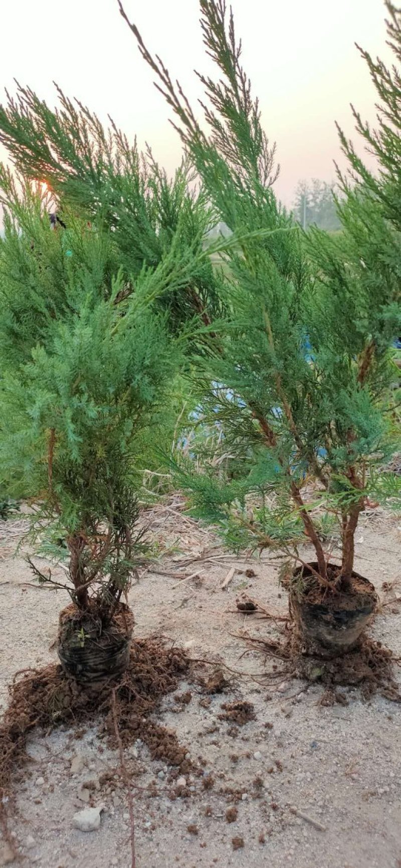 沙地柏苗盆装沙地柏小苗30-90厘米高