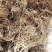 【精选】软枣猕猴桃苗软枣猕猴桃苗根系发达猕猴桃苗成活
