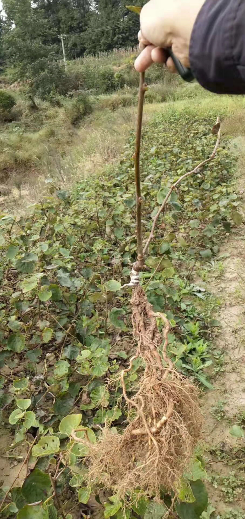 【精选】软枣猕猴桃苗软枣猕猴桃苗根系发达猕猴桃苗成活