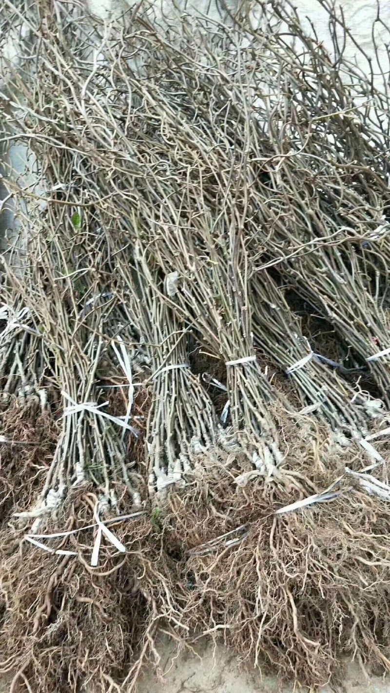 【精选】软枣猕猴桃苗软枣猕猴桃苗根系发达猕猴桃苗成活