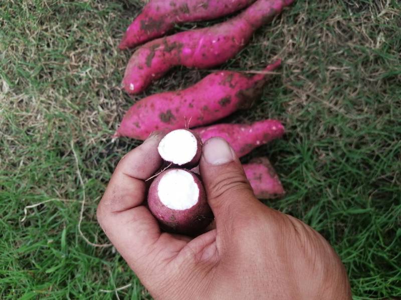 商薯19牛奶红薯打粉加工厂大量供应产地货源基地直供