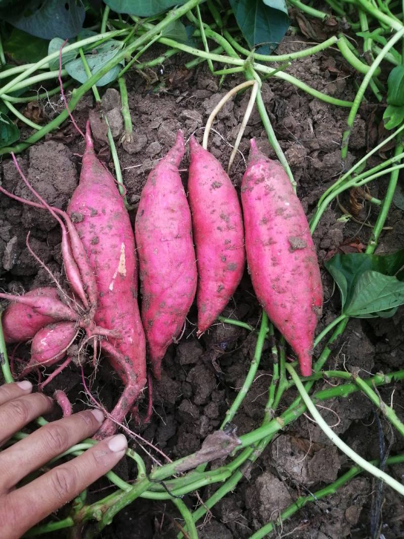 商薯19牛奶红薯打粉加工厂大量供应产地货源基地直供