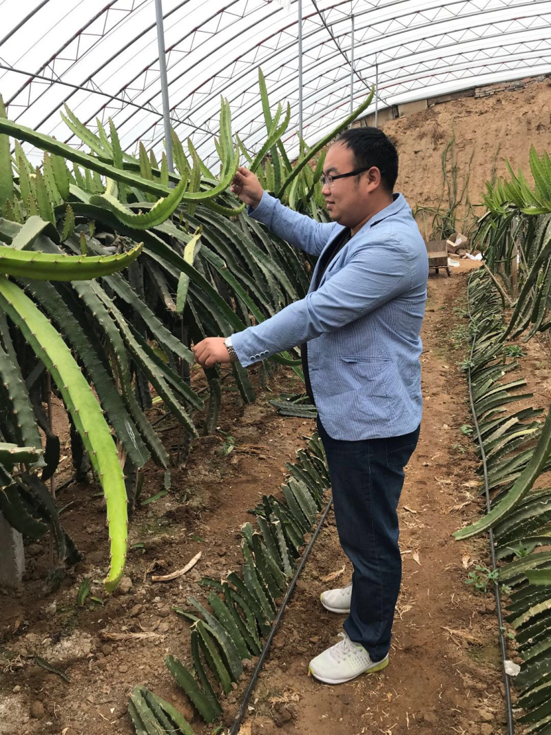 【精选】火龙果苗红心火龙果苗提供技术包成活当年结果