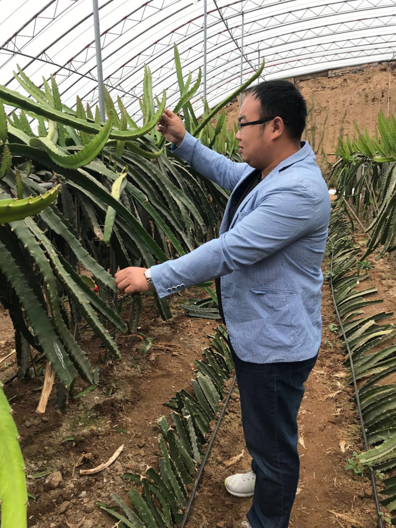 【精选】火龙果苗红心火龙果苗提供技术包成活当年结果