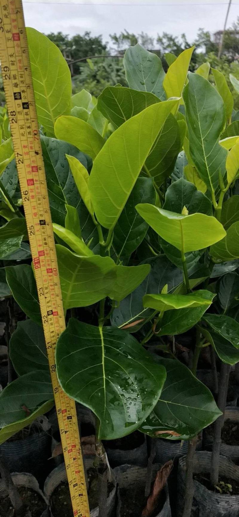 嫁接马來西亚1号菠萝蜜苗红肉也有