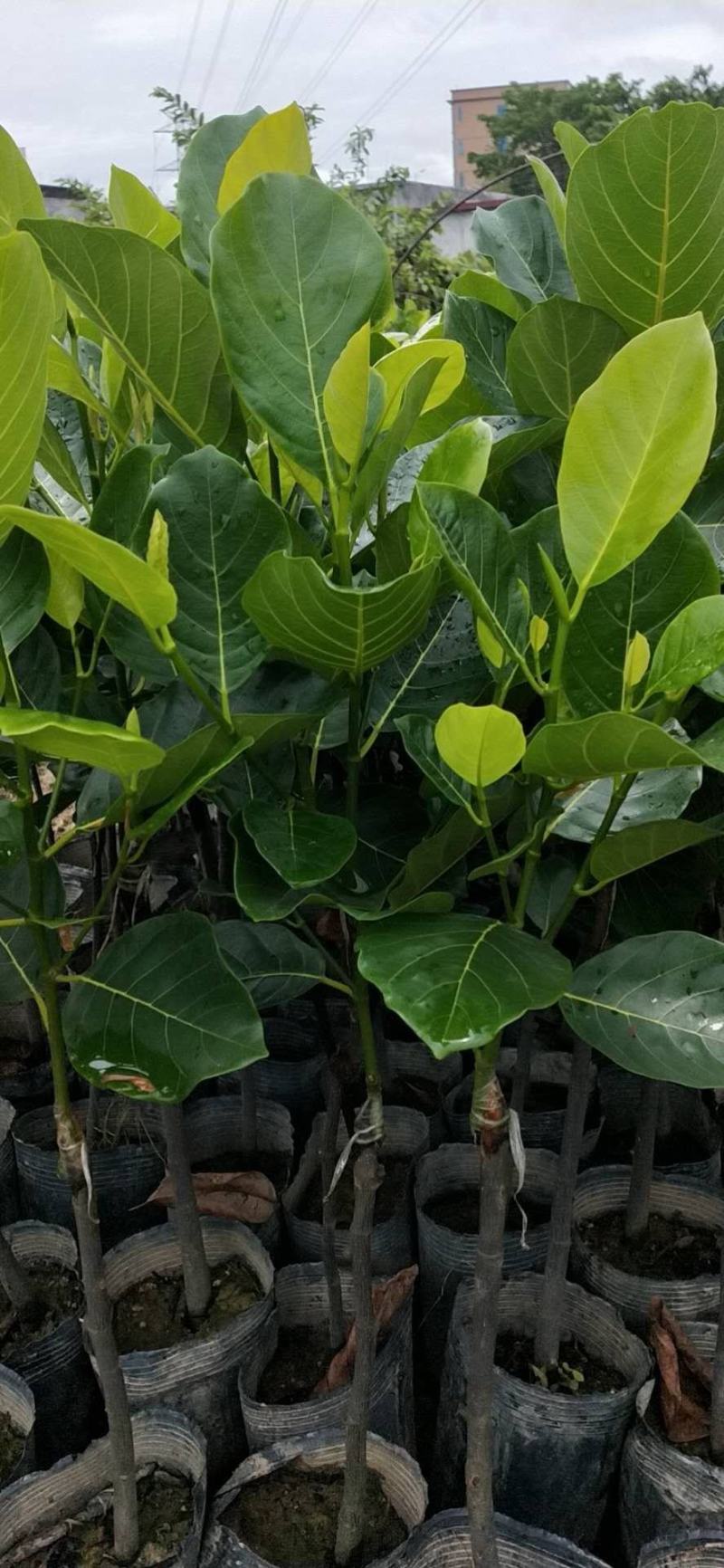 嫁接马來西亚1号菠萝蜜苗红肉也有