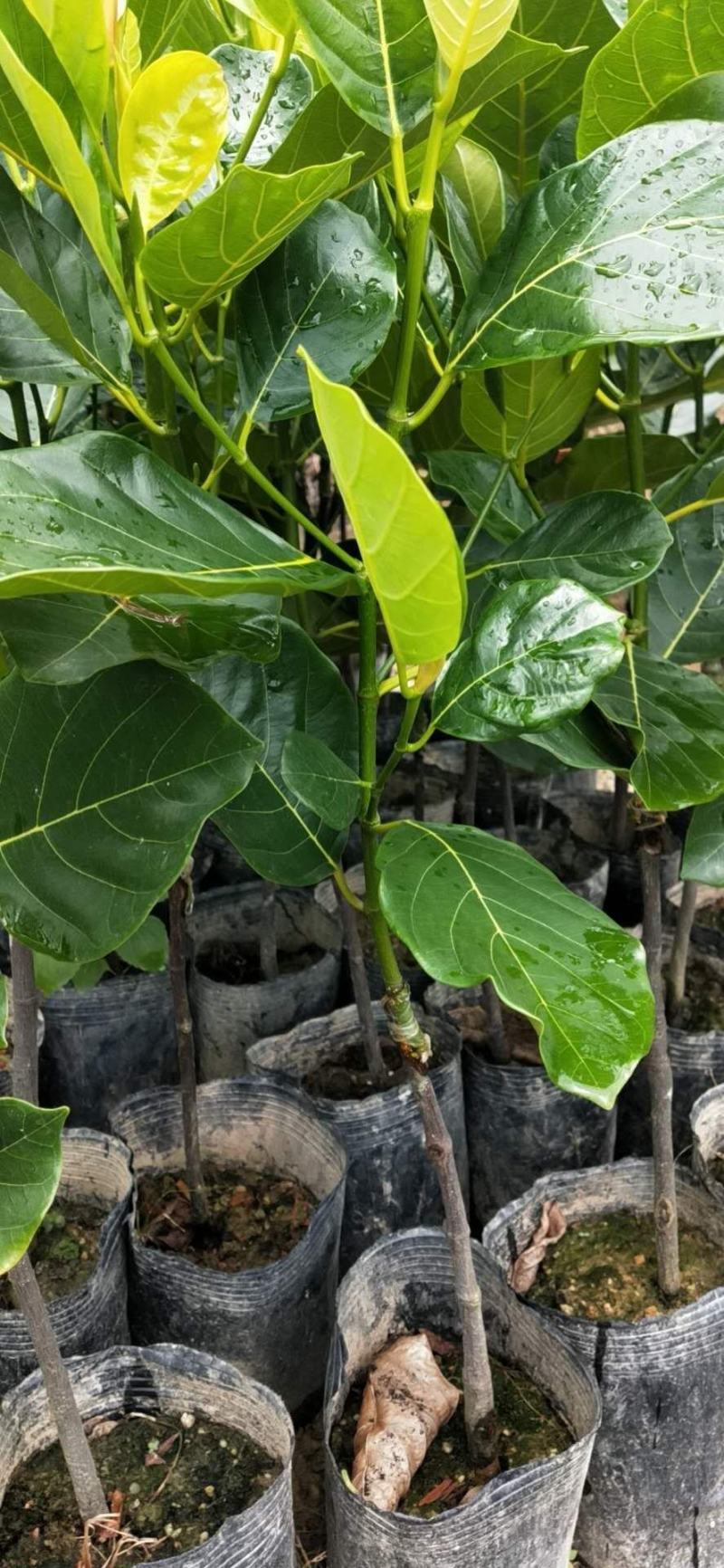 嫁接马來西亚1号菠萝蜜苗红肉也有