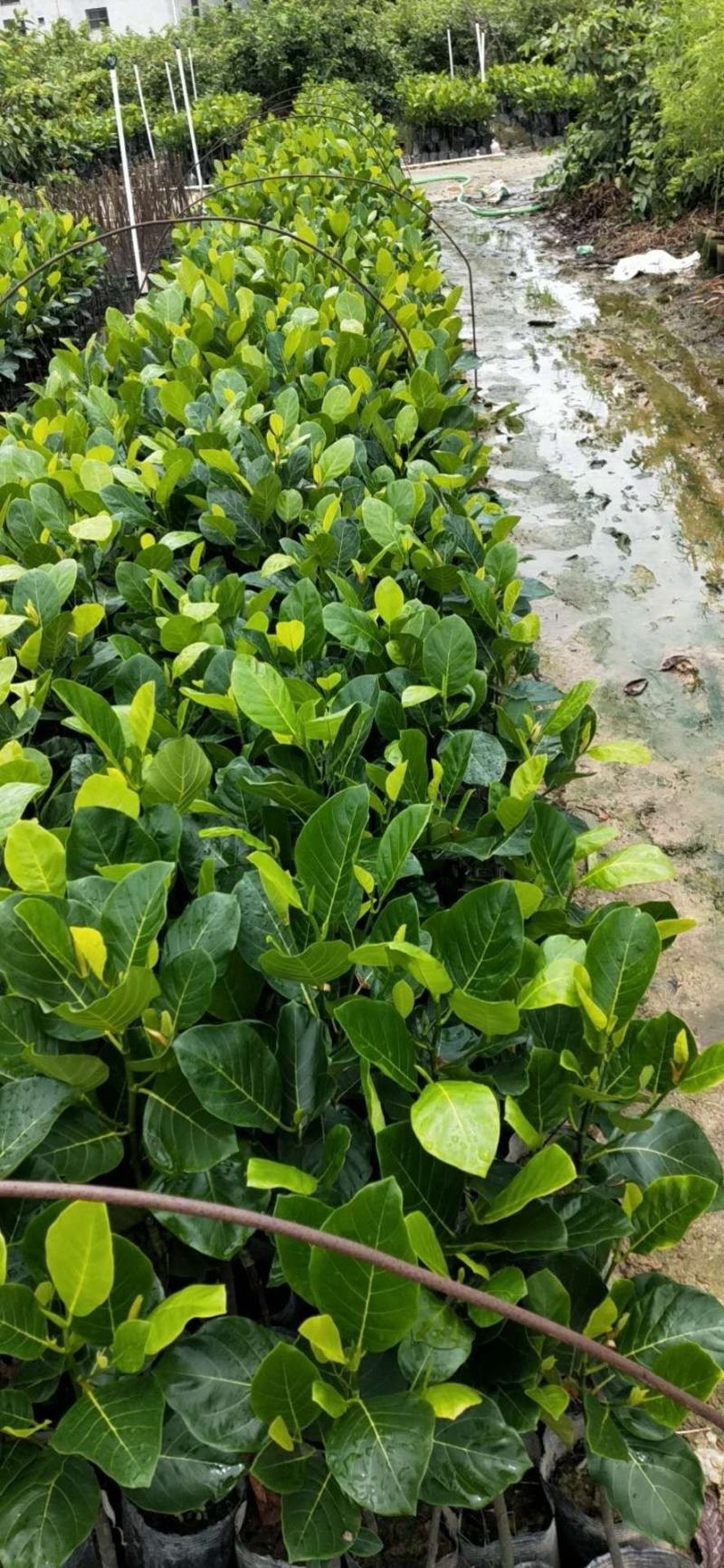 嫁接马來西亚1号菠萝蜜苗红肉也有
