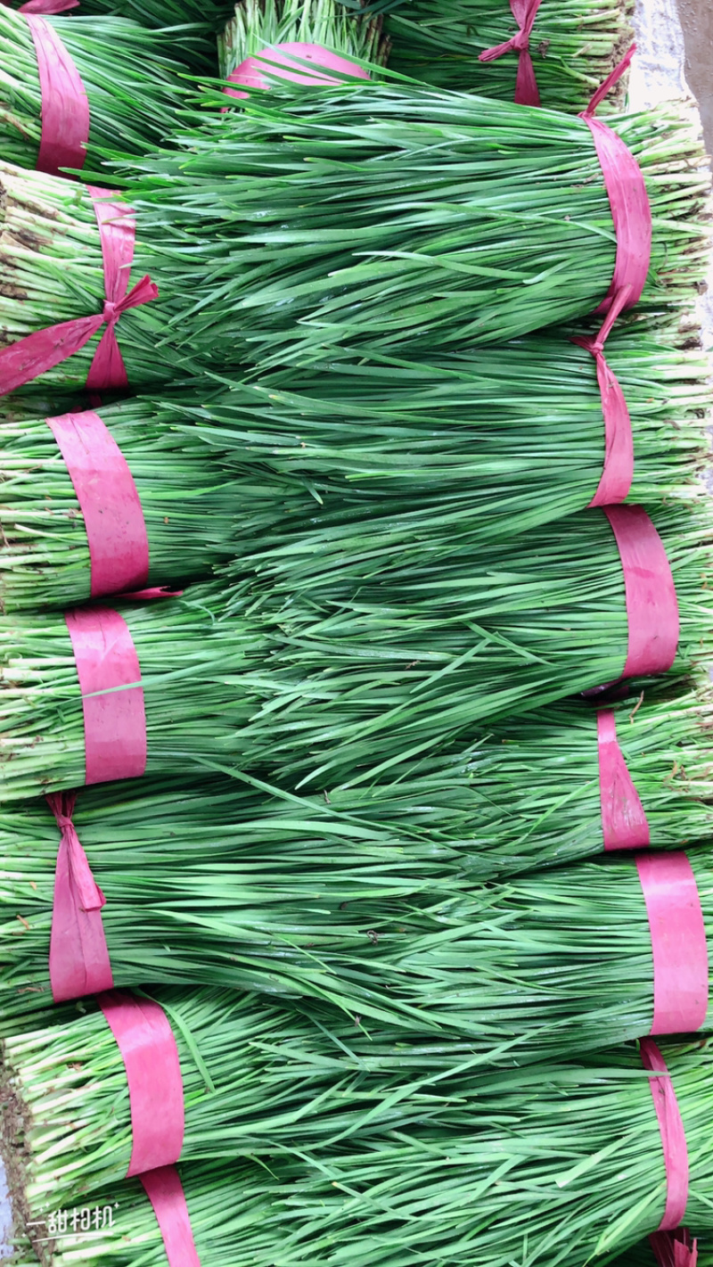 精品韭菜，价格合理，诚信经营