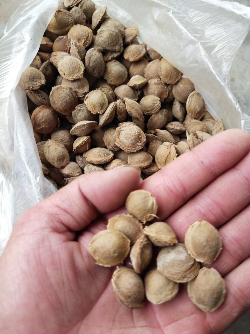 苦杏核大量产新，物美价廉