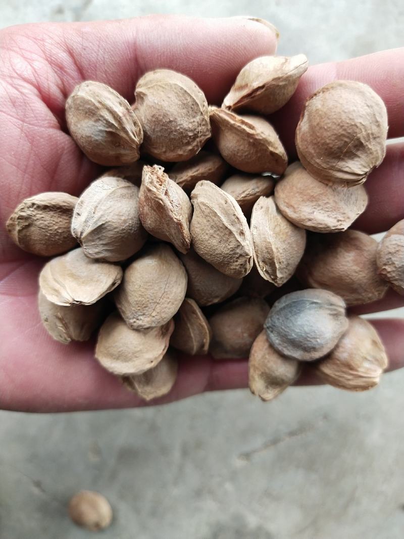 苦杏核大量产新，物美价廉