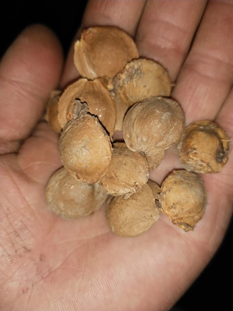 苦杏核大量产新，物美价廉
