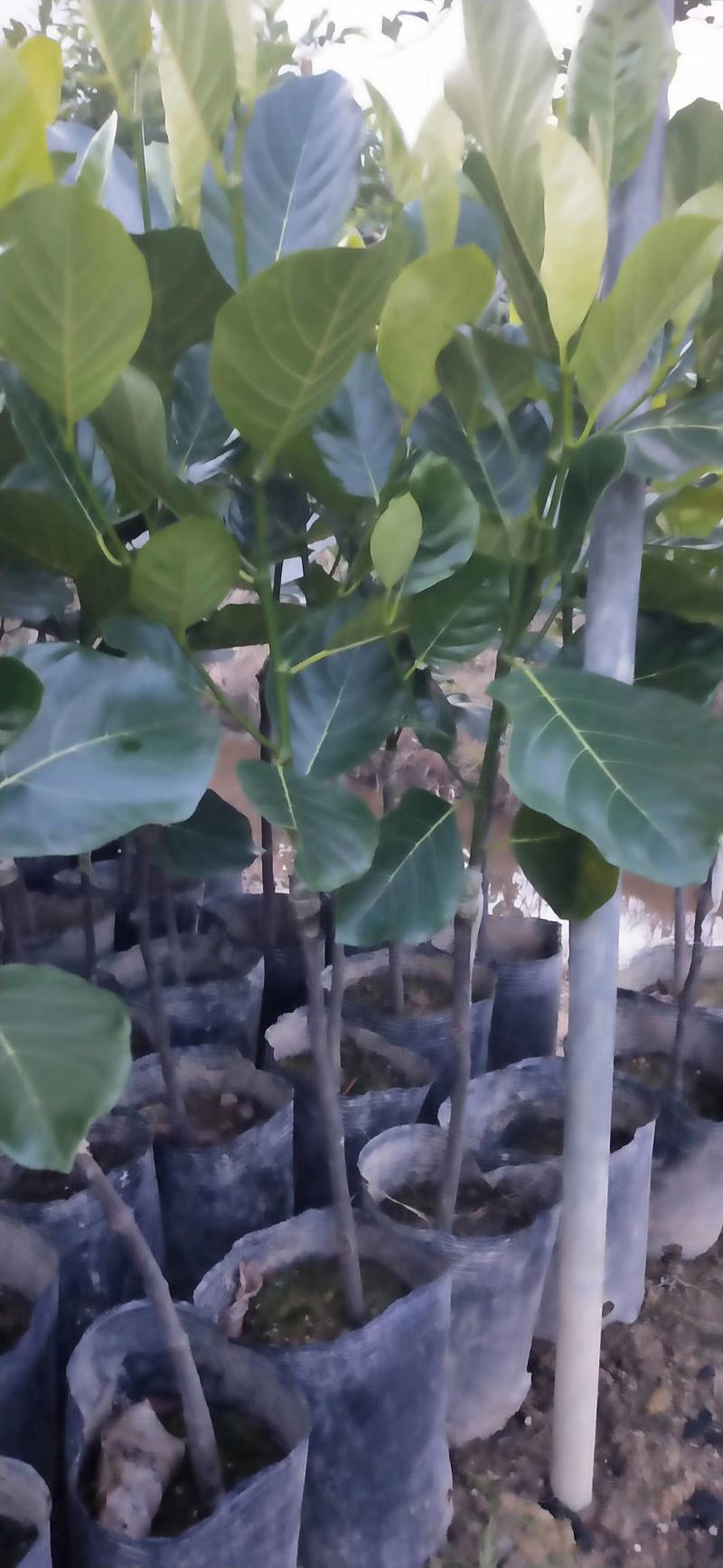 嫁接马來西亚1号菠萝蜜苗红肉也有