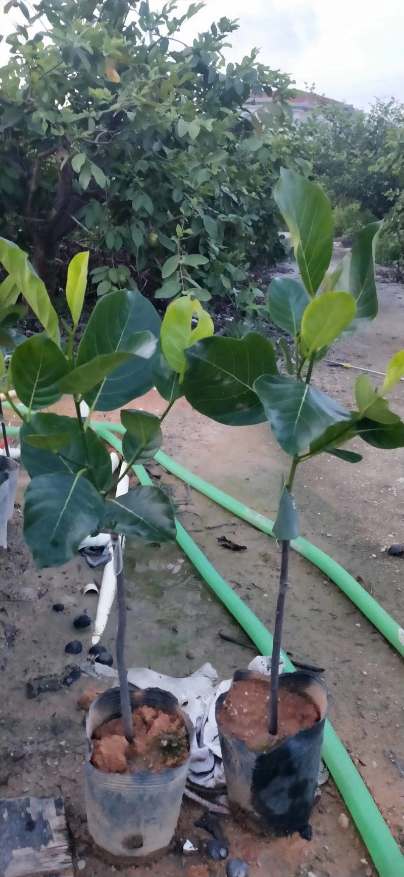 嫁接马來西亚1号菠萝蜜苗红肉也有