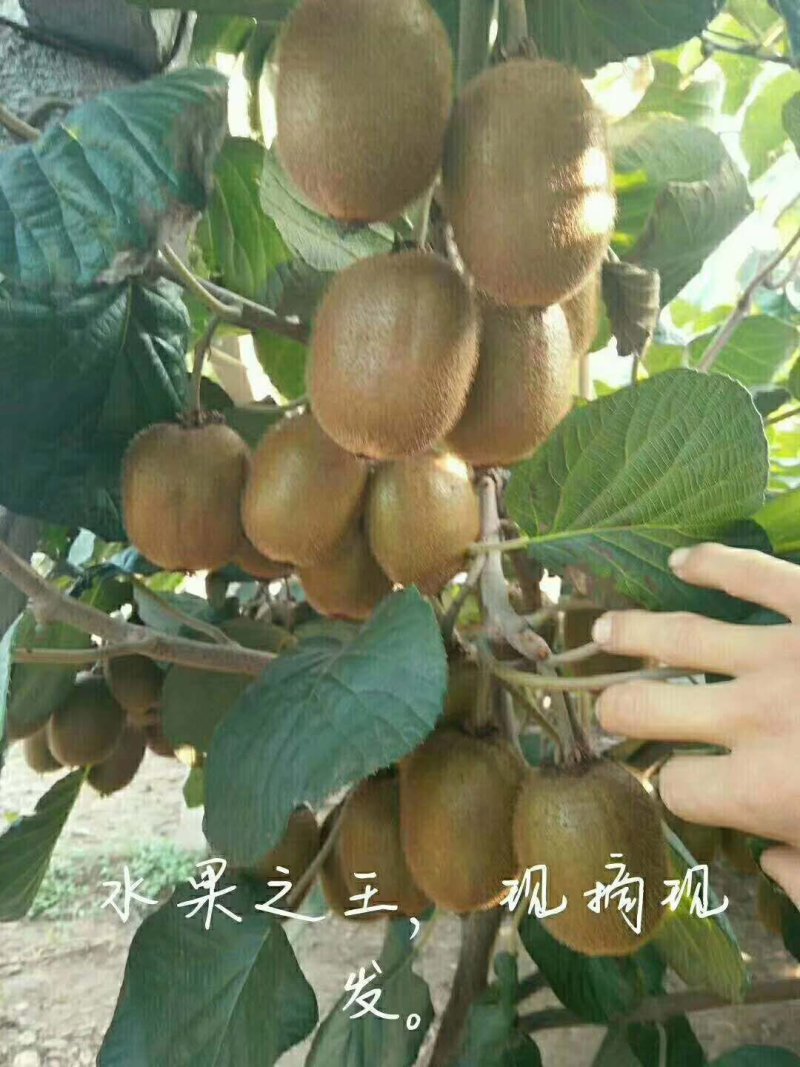 猕猴桃【奇异果】奇异果，大量上市！支持一件代