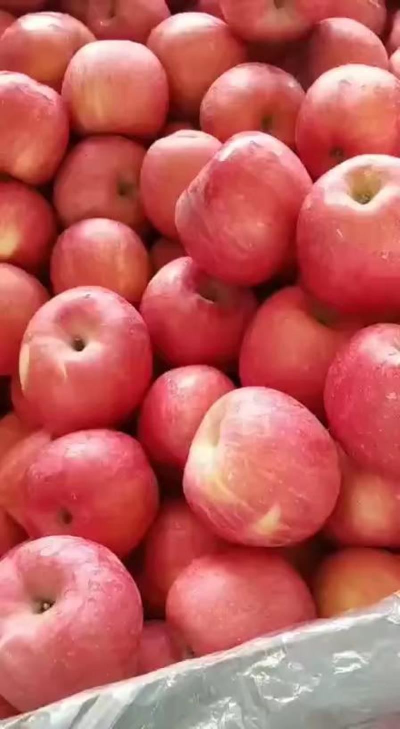 红富士苹果批发产地货源充足质量保证量大从优欢迎咨询