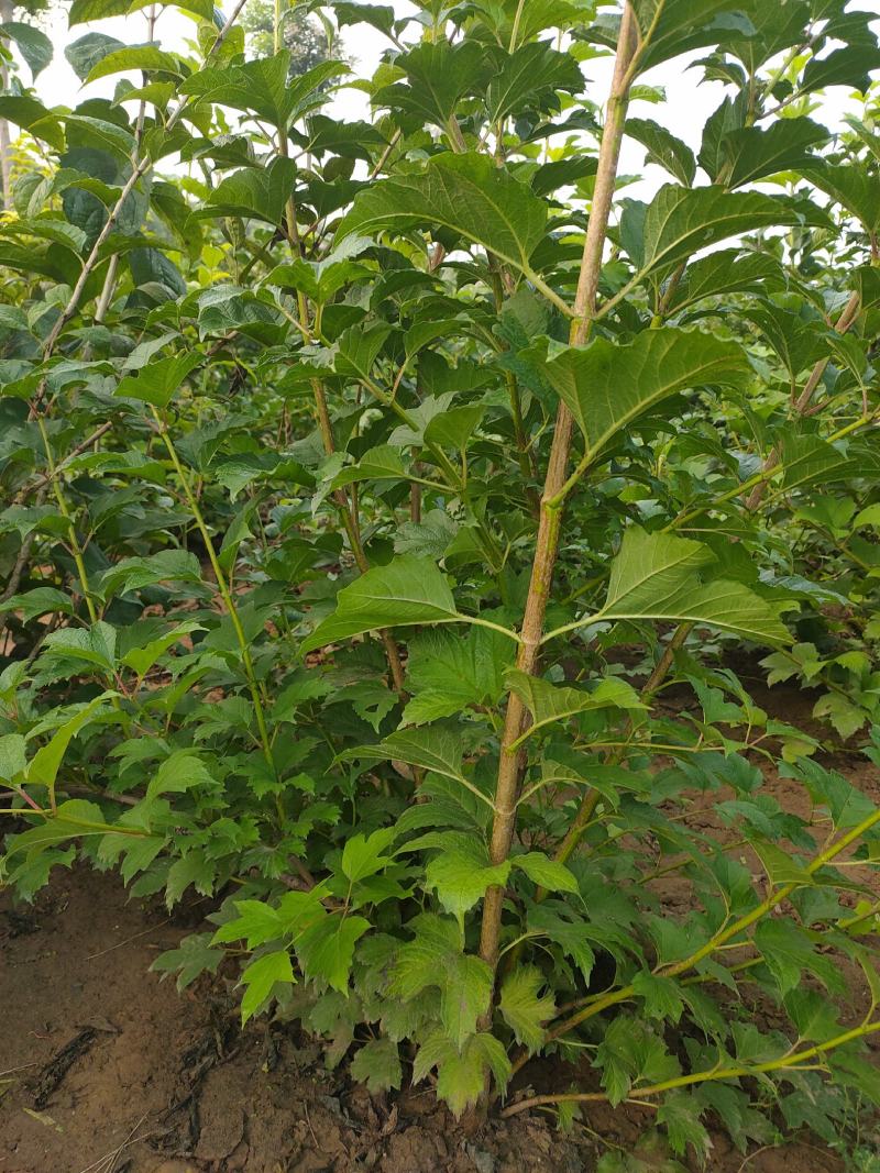 大棵水荀子，水荀子苗圃直销
