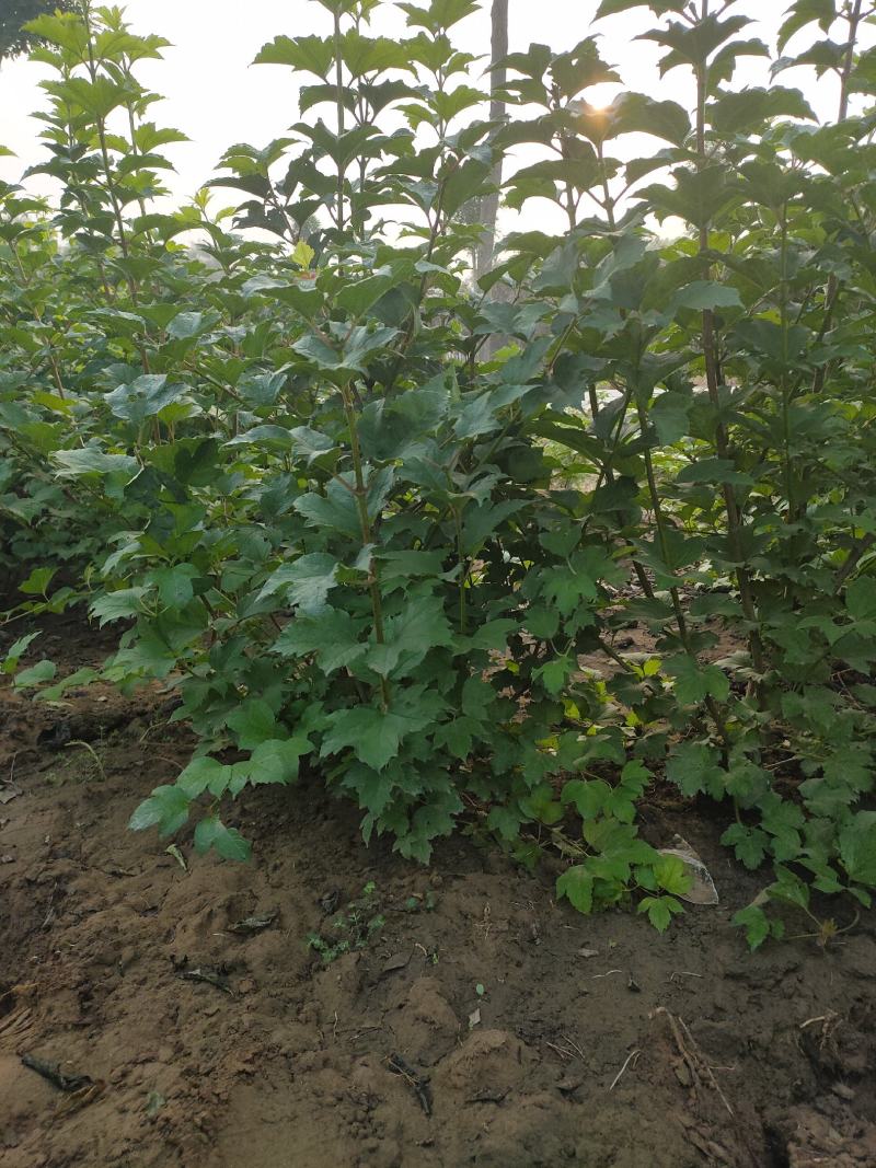 大棵水荀子，水荀子苗圃直销