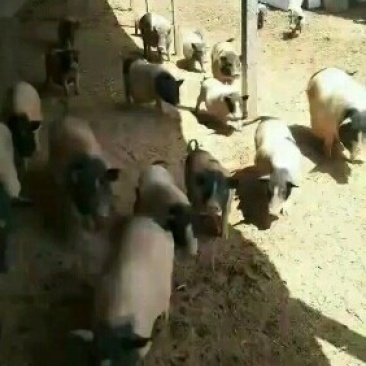 小香猪支持视频选货一头也是批发价