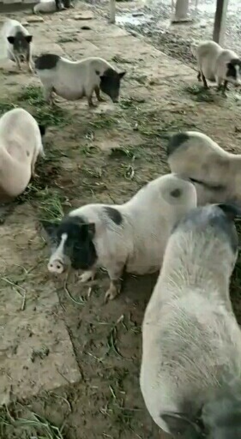 小香猪支持视频选货一头也是批发价