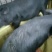 小香猪支持视频选货一头也是批发价