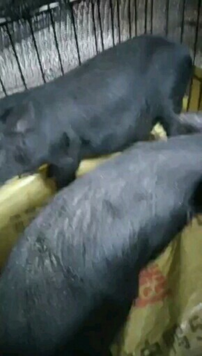小香猪支持视频选货一头也是批发价