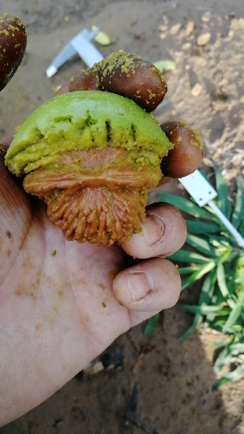 自家园子，批发各种麻核桃